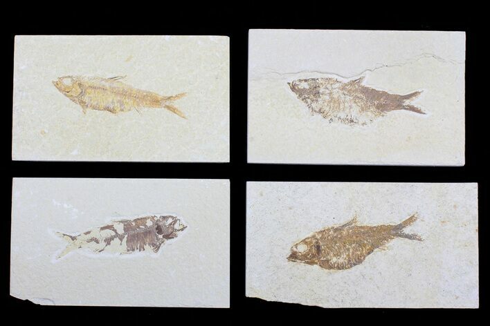 Lot: to Green River Fossil Fish - Pieces #81415